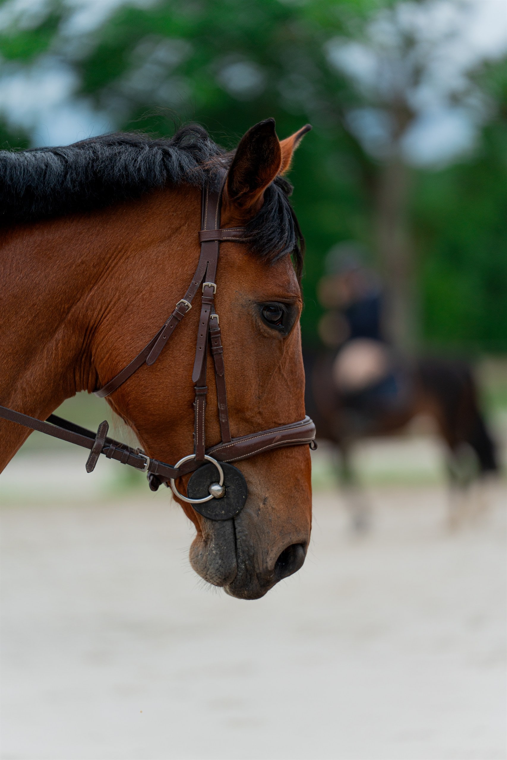 Portrait du cheval, détail du harnachement